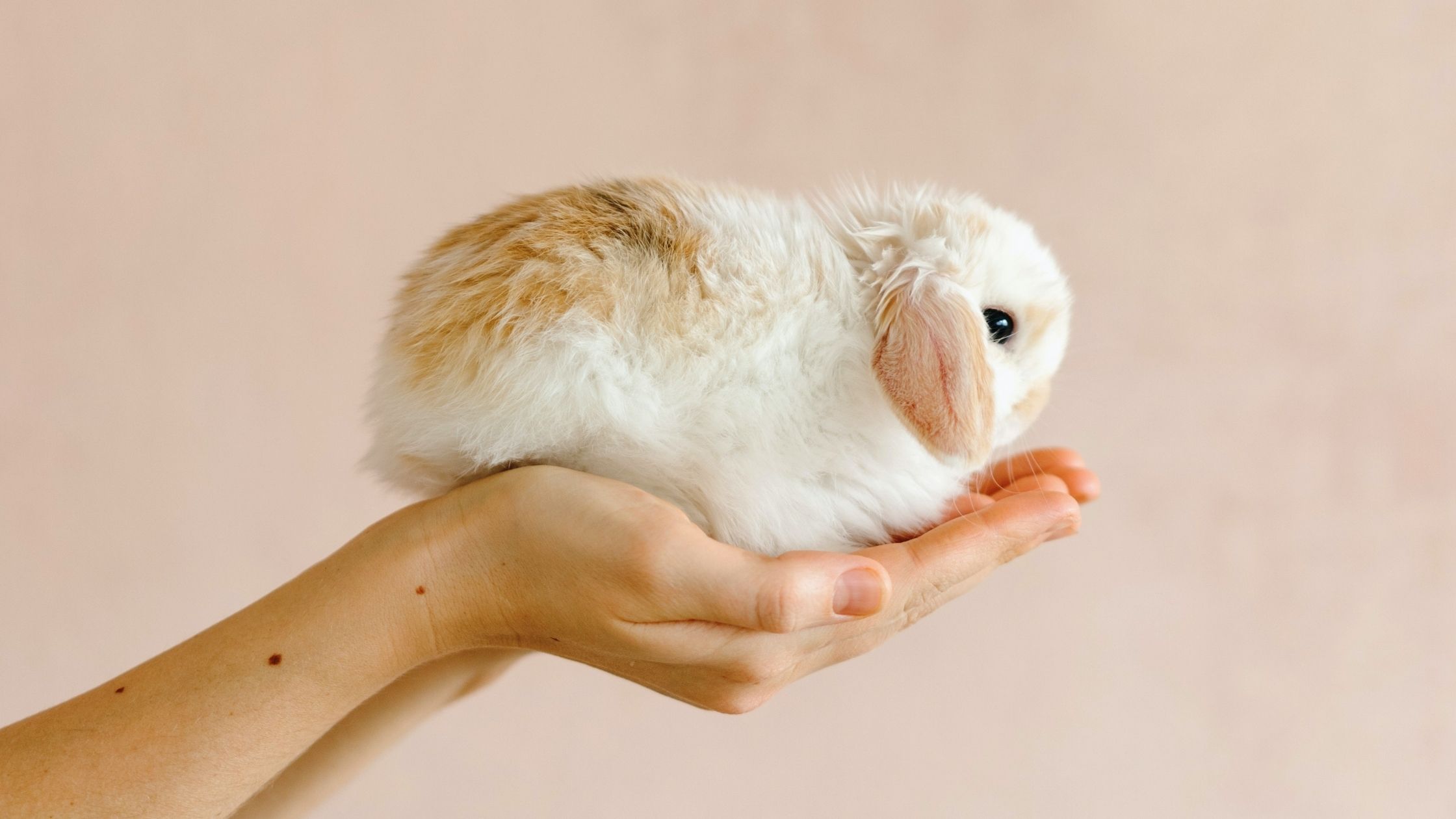 Person holding baby rabbit in their hands