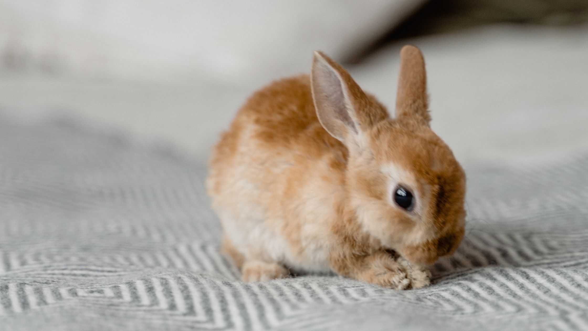 brown rabbit sitting on bed